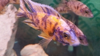 Malawi chiclids