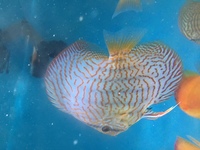 Young discus for sale