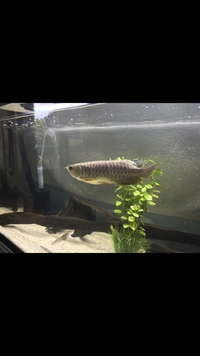 Premium blue base full gold headed arowana