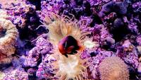 Live rock, Marine fish, in matured 1000L aquarium with all inclusive for sale .