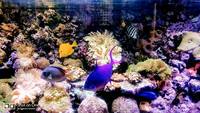 Marine old 7 years matured 1000L aquarium