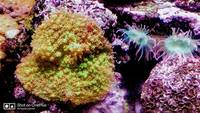 Marine old 7 years matured 1000L aquarium