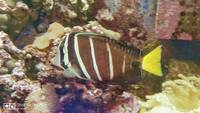 Marine old 7 years matured 1000L aquarium