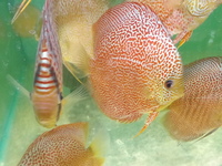 The Largest Selection of Discus in the UK , delivery to most of UK.