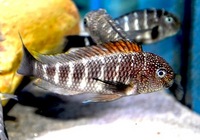 Tropheus murago Tanzania very rare