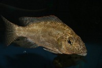 Nimbochromis linni