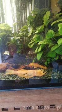 Anubias and guppies fish