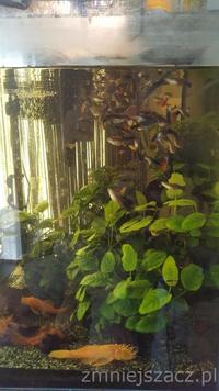 Anubias and guppies fish