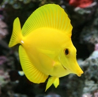 Yellow tang