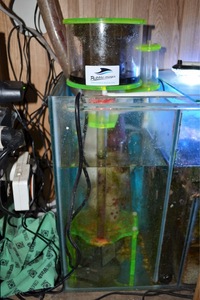 Full set up Marine reef system with sump andall livestock 5ft