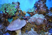 Full set up Marine reef system with sump andall livestock 5ft