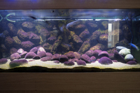 Complete 600 litre Malawi set up for sale