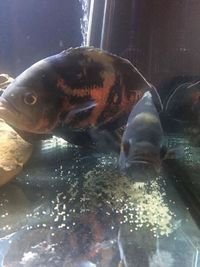 few big cichlids