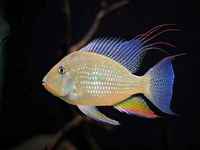 wanted Thread Fin Cichlids Acarichthys Heckeli