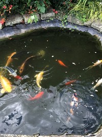 Japanese Koi Carp for sale