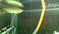 arowana, stingray and tiger fish available