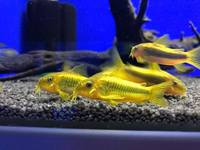 Huge selection of Corydoras Catfish in stock @ The Aquatic Store Bristol 01.10.17