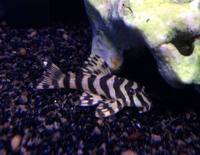 L.Number Pleco in stock @ The Aquatic Store Bristol