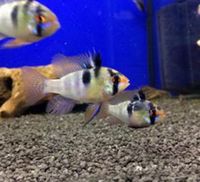 Superb quality tank bred Mikrogeophagus Ramirezi - Ram Cichlids in stock @ The Aquatic Store Bristol 01.10.17