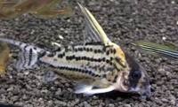 Corydoras Super Schwartzi CW028 in stock @ The Aquatic Store Bristol 01.10.17