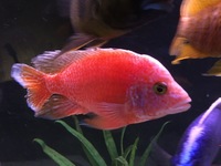 African Cichlid