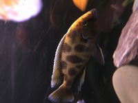 African Cichlid