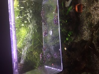 Hypancistrus zebra (zebra pleco) L46 for sale.