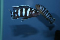 K&C RIFT VALLEY CICHLIDS NORTHWEST  NEW SHIPMENT 