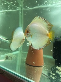 Number of discus for sale open to offers