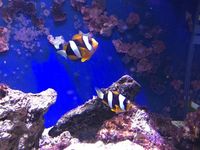 Male/Female Pearl Eye Clarkii Clownfish, Captive-Bred Marine Reef Fish (Amphiprion clarkii)