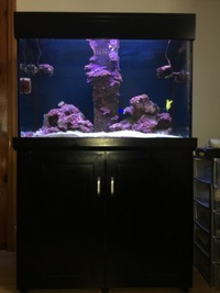 Aqua one 300 Marine Tank plus 80 litre sump