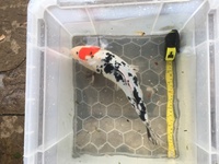 4 X Good Quality Koi for Sale Apx 15 inches