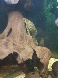 L330 Water Melon Pleco