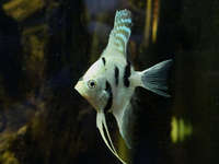 ><((((º> Four Grade A Manacapuru Marble Angel Fish. 6 month old fish for only £1.60 each ><((((º> Leyland