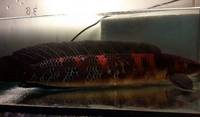 SUPER RED SNAKEHEAD EMPEROR CHANNA MARULIODES