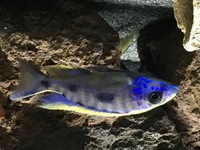 Malawi Cichlids for sale