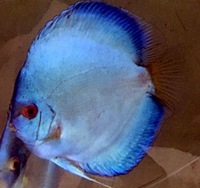 Warwickshire Discus Sales Ltd