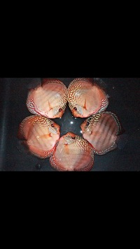 Warwickshire Discus Sales Ltd