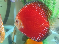 Warwickshire Discus Sales Ltd