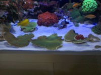 Green Montipora Plate