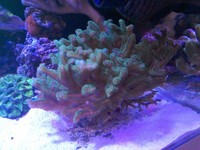 Green Hystrix Frags