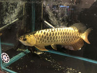 Arowana X Back Blue