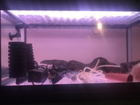 John Allan aquarium racking breeding set up