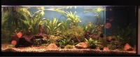 ND Aquatics Custom built 5ft Fish Tank