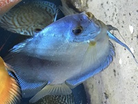 Number of discus for sale open to offers