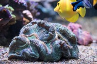 LARGE CORALS, FISH AND LIVE ROCK FOR SALE- TANK SHUT DOWN