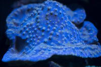 LARGE CORALS, FISH AND LIVE ROCK FOR SALE- TANK SHUT DOWN