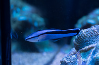 LARGE CORALS, FISH AND LIVE ROCK FOR SALE- TANK SHUT DOWN