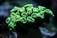 LARGE CORALS, FISH AND LIVE ROCK FOR SALE- TANK SHUT DOWN