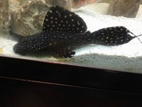 L097 Polka Dot Cactus Pleco - £60